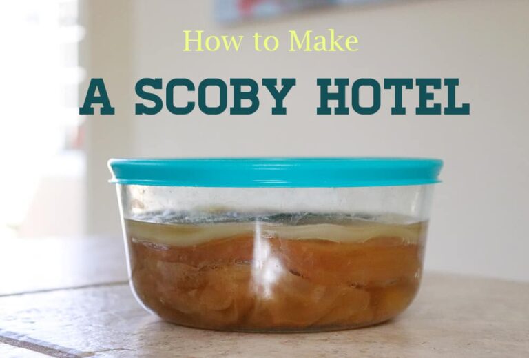 How to Make a Scoby Hotel