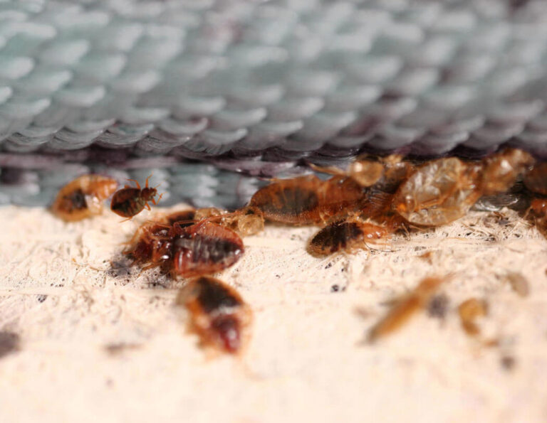 How to Sue a Hotel for Bed Bugs