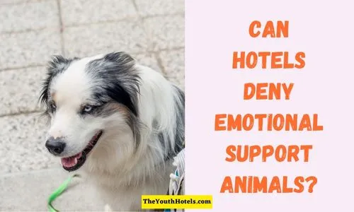 Can Hotels Deny Emotional Support Animals?