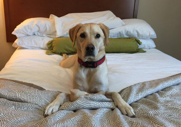 Can I Safely Leave My Dog Unattended in a Hotel Room?